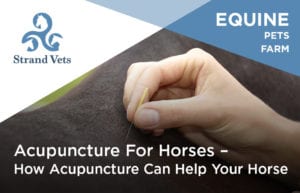 Acupuncture For Horses – How Acupuncture Can Help Your Horse