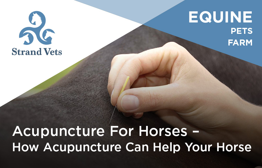 Acupuncture For Horses – How Acupuncture Can Help Your Horse