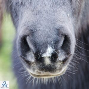 Fluffy grey pony muzzle