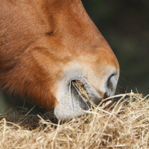 Brown horse eating hay