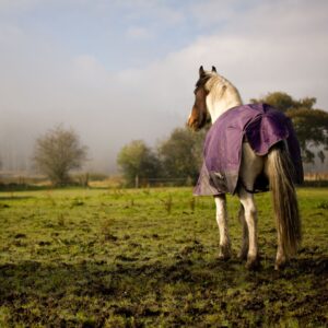 Horse in purple rug standing in field
